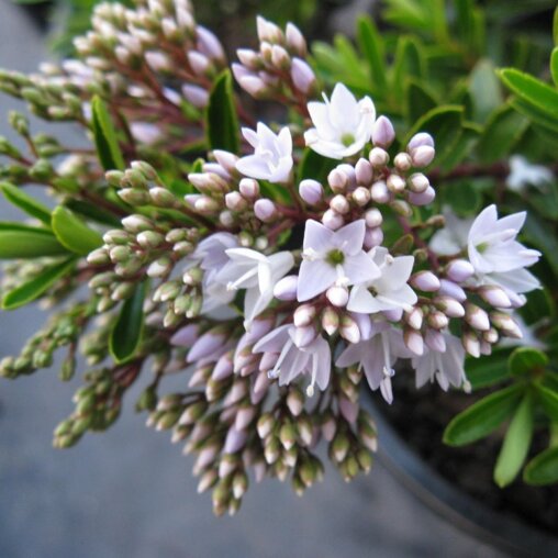 Hebe buxifolia